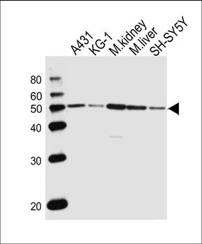 CLN3 Antibody (Center)