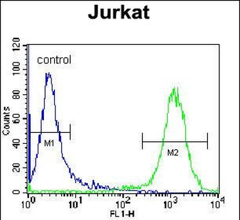 LRP12 Antibody (C-term)