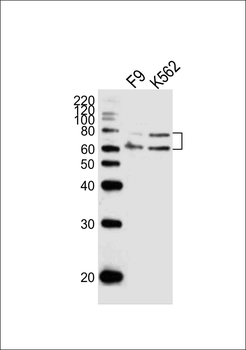 ASH2L Antibody (Center)