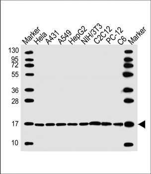 Histone H3 Antibody