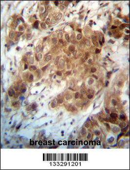 FOXO3 Antibody (N-term)