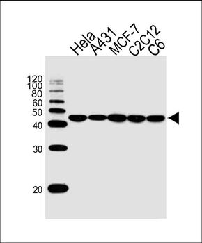 Beta-Actin Antibody