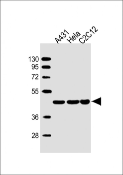Beta-Actin Antibody