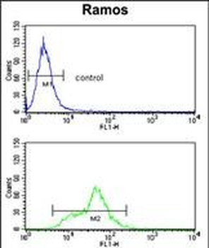 ENO1 Antibody (C-term)