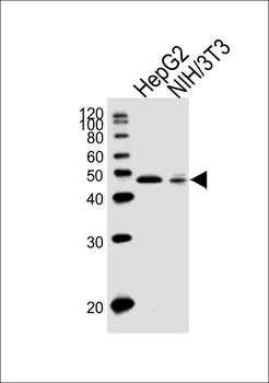 EBP1 Antibody (Center)