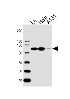 HSP90AB1 Antibody (Center)