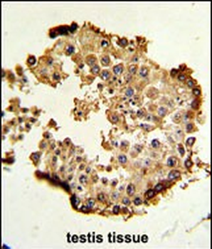 HSP90AB1 Antibody (Center)