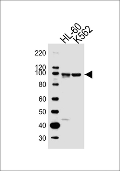 ITGB2 Antibody