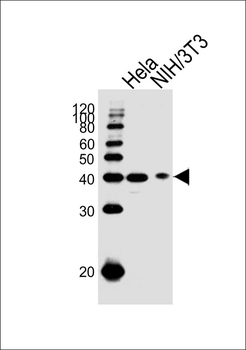 HSP40 Antibody