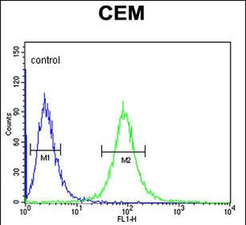 CD46 Antibody (C-term)