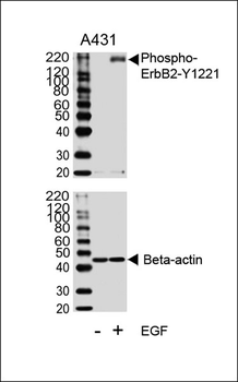 Phospho-ErbB2(Y1222) Antibody