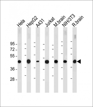TUFM Antibody (N-term)