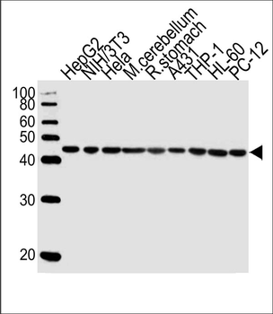 Beta-actin Antibody