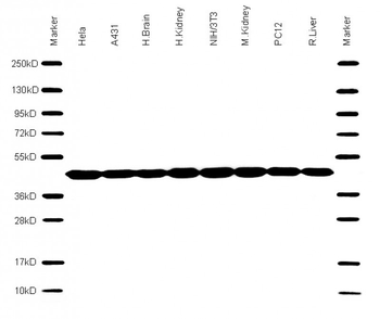 Beta-actin Antibody