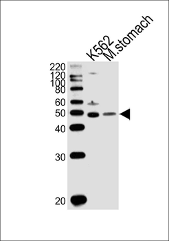 BLMH Antibody (Center)