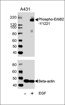 Phospho-ErbB2(Y1221) Antibody