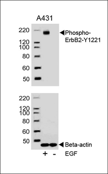 Phospho-ErbB2(Y1221) Antibody