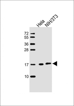 PIN1 Antibody