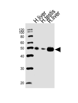 HMGCS2 Antibody (C-term)