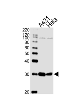 SFN Antibody (C-term)