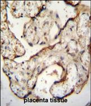 EGFR-S1026 Antibody (C-term)