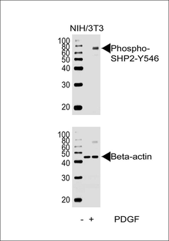Phospho-SHP2(Y546) Antibody
