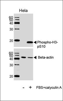 Phospho-HIST1H3B3(S10) Antibody
