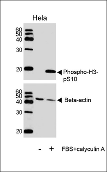 Phospho-HIST1H3B3(S10) Antibody