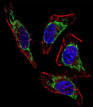 HSPD1 Antibody (Center)