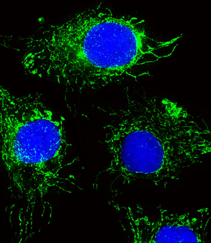 NDUFC2 Antibody (N-term)