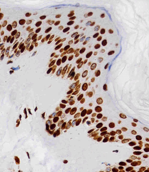 HIST1H4A Antibody (C-term)