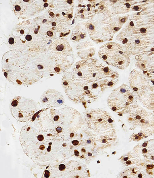 HIST1H2AG Antibody (Center)