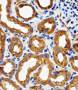 PLAUR Antibody (C-term)
