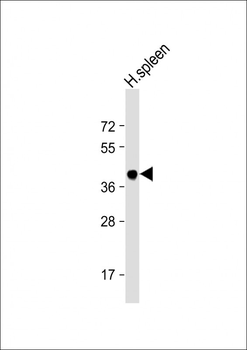 HLA-B Antibody (N-term)