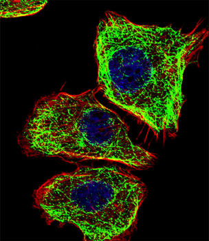 DMRTA2 Antibody (C-term)