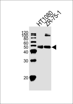 CRTAP Antibody (N-term)