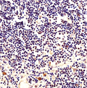 NPM1 Antibody
