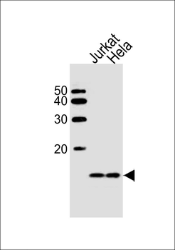 B2M Antibody