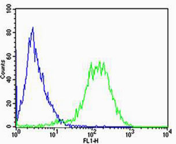 RPL6 Antibody (N-term)