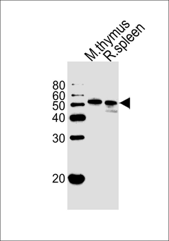 Mouse Hck Antibody (Center)