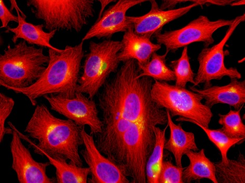 Functional beta-Tubulin Antibody, mAb (recombinant)