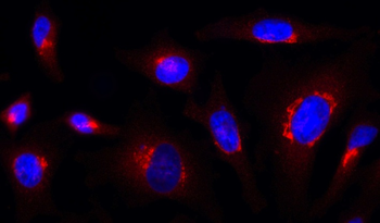 Functional Rab1-GTP Antibody, mAb (recombinant)
