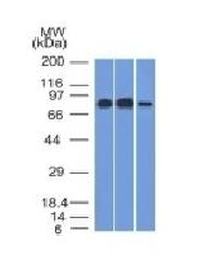 MCM7 Antibody