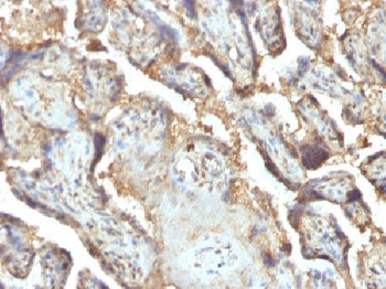 Galectin-13 (GAL13) / Placental Protein 13 (PP13) Antibody