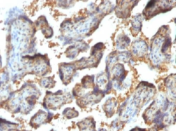 Galectin-13 (GAL13) / Placental Protein 13 (PP13) Antibody