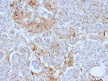 Anti-Ferritin, Light Chain (FTL) (Microglia Marker) Antibody
