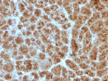 CELA3B / ELA3B Antibody
