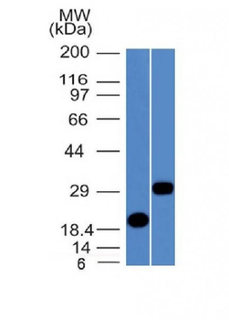 CELA3B / ELA3B Antibody
