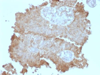 Anti-Protocadherin FAT2 (FAT Atypical Cadherin 2) Antibody