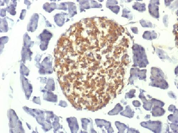 Anti-NSE gamma Antibody